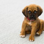 Is Pet Insurance the New Health Plan? Why Gen Z Is All In
